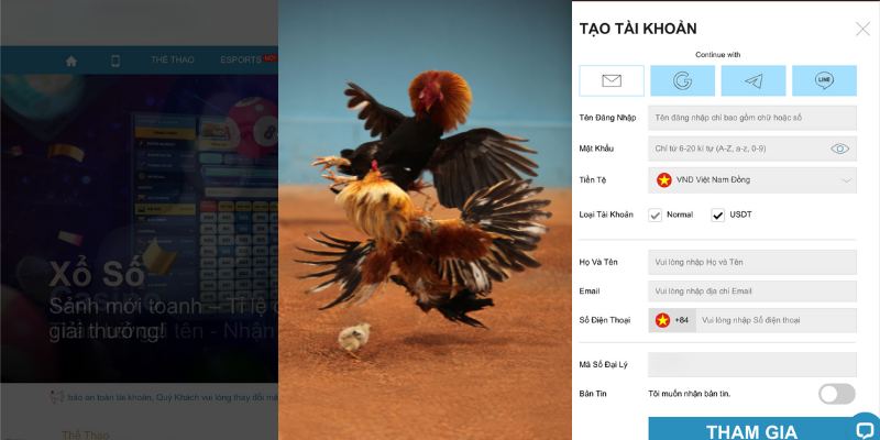 Đá gà cựa sắt là gì?
